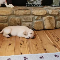 Labs On Sale, a male Labrador Retriever for sale in Julian, NC – Photo 8 of 9