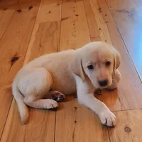 Labs On Sale, a male Labrador Retriever for sale in Julian, NC – Photo 6 of 9