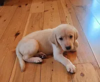 Labs On Sale, a female Labrador Retriever for sale in Julian, NC – Photo 6 of 9