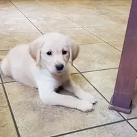 Labs On Sale, a male Labrador Retriever for sale in Julian, NC – Photo 5 of 9