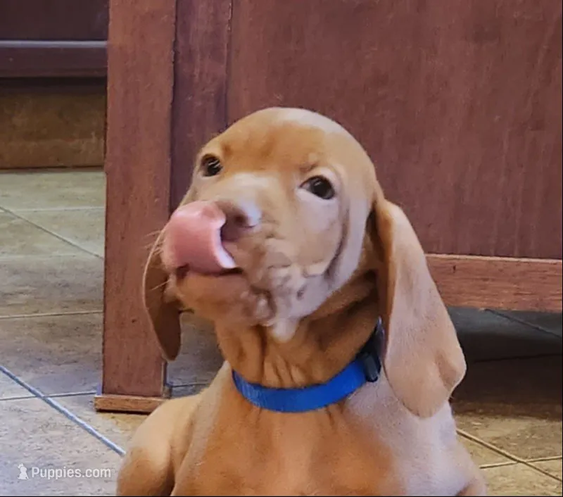 Brooks Boy #1 – Vizsla puppy for sale in Julian, NC