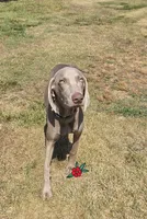 Silver Girl, a female Weimaraner for sale in Julian, NC – 3 of 3