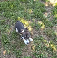 Junos #1 girl, a female Pembroke Welsh Corgi for sale in Julian, NC – 3 of 3
