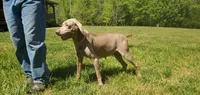 Weimzsla , a male Vizsla and Weimaraner for sale in Julian, NC – 3 of 4