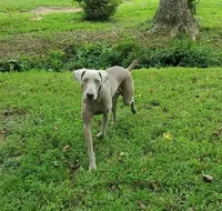 Blue, a  Weimaraner for sale in Julian, NC – 3 of 3