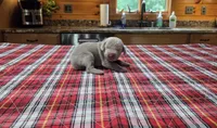 Silver Girl, a female Weimaraner for sale in Julian, NC – 1 of 3