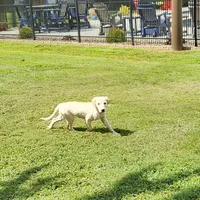 On Sale boy, a female Labrador Retriever for sale in Julian, NC – Photo 1 of 4