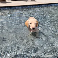 On Sale boy, a female Labrador Retriever for sale in Julian, NC – Photo 2 of 4