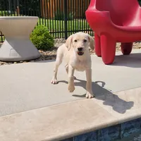 On Sale boy, a female Labrador Retriever for sale in Julian, NC – Photo 4 of 4