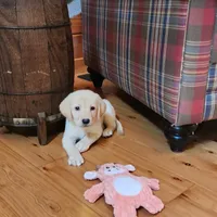 On Sale boy, a female Labrador Retriever for sale in Julian, NC – Photo 3 of 4