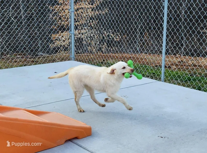 On Sale Girl  – Labrador Retriever puppy for sale in Julian, NC