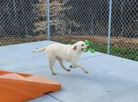 On Sale Girl , a female Labrador Retriever for sale in Julian, NC – Photo 1 of 5