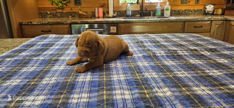 Ainsley #3 male – Vizsla puppy for sale in Julian, NC