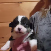 Junos #1 girl, a female Pembroke Welsh Corgi for sale in Julian, NC – Photo 4 of 6