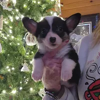 Junos #1 girl, a female Pembroke Welsh Corgi for sale in Julian, NC – Photo 3 of 6