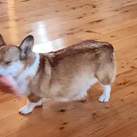 Junos #1 girl, a female Pembroke Welsh Corgi for sale in Julian, NC – Photo 5 of 6