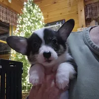 Junos #1 girl, a female Pembroke Welsh Corgi for sale in Julian, NC – Photo 2 of 6