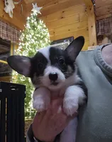 Junos #1 girl, a female Pembroke Welsh Corgi for sale in Julian, NC – Photo 2 of 6