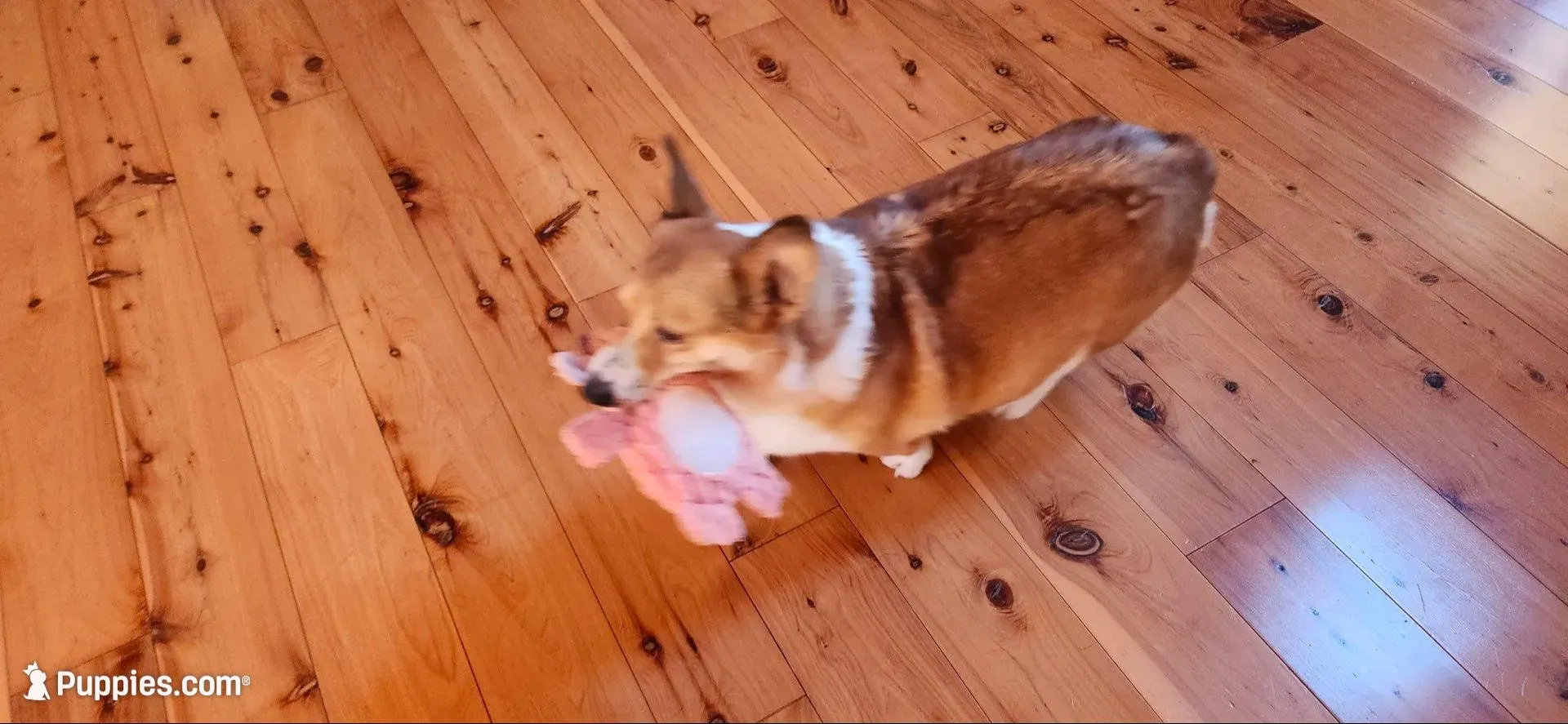 Junos #1 girl, a female Pembroke Welsh Corgi for sale in Julian, NC – Photo 4 of 4