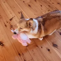 Junos #1 girl, a female Pembroke Welsh Corgi for sale in Julian, NC – Photo 6 of 6