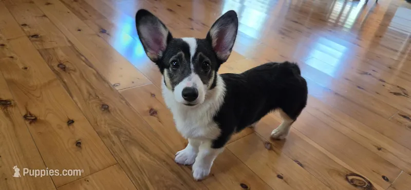 Junos #1 girl – Pembroke Welsh Corgi puppy for sale in Julian, NC