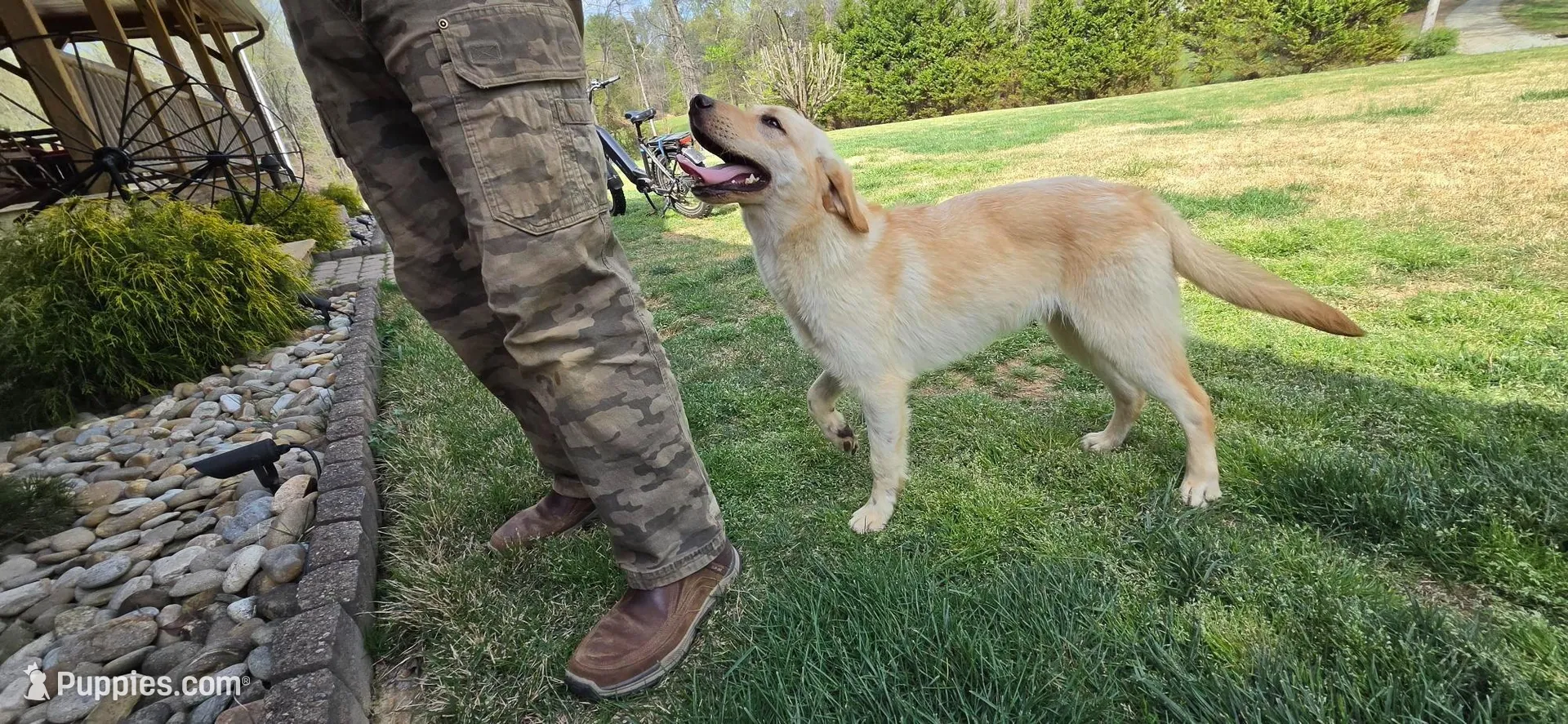 Labs On Sale – Labrador Retriever puppy for sale in Julian, NC