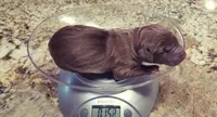 Ivanka's Girl , a female Vizsla and Weimaraner for sale in Julian, NC – 2 of 4