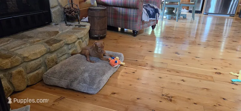 Ainsley #3 male – Vizsla puppy for sale in Julian, NC
