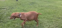 Ainsley #3 male, a male Vizsla for sale in Julian, NC – 4 of 4
