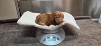Ainsley #3 male, a male Vizsla for sale in Julian, NC – 2 of 4