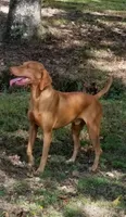 Ainsley's Boy, a male Vizsla for sale in Julian, NC – 3 of 4