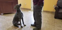 Blue, a  Weimaraner for sale in Julian, NC – 2 of 3