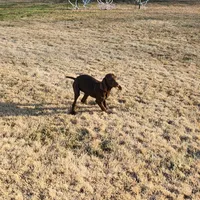 Alexa's Male, a male Weimaraner for sale in Julian, NC – Photo 2 of 3