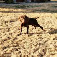 Alexa's Male, a male Weimaraner for sale in Julian, NC – Photo 1 of 3