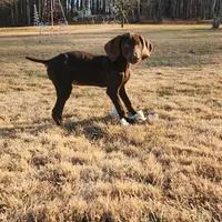 Alexa's Male, a male Weimaraner for sale in Julian, NC – Photo 3 of 3