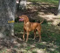 Ainsley #3 male, a male Vizsla for sale in Julian, NC – 3 of 4