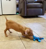 Ainsley #2 male, a male Vizsla for sale in Julian, NC – 7 of 7