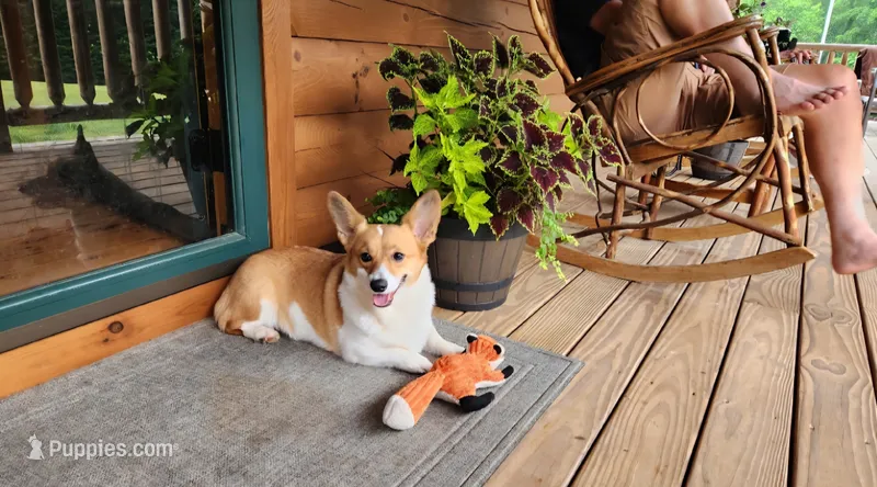 Livy's Boy Sale – Pembroke Welsh Corgi puppy for sale in Julian, NC