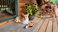 Livy's Boy Sale, a male Pembroke Welsh Corgi for sale in Julian, NC – 1 of 2