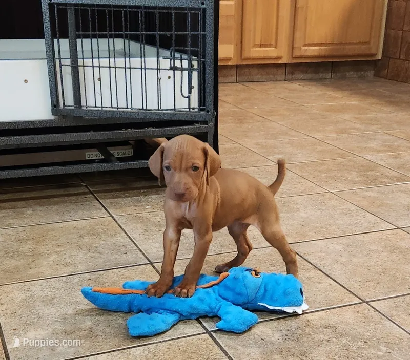 Ainsley #2 male – Vizsla puppy for sale in Julian, NC