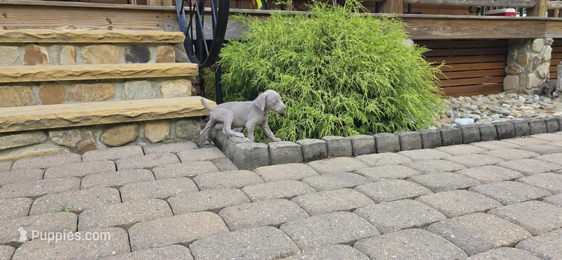 Silver – Weimaraner puppy for sale in Julian, NC