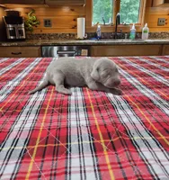 Silver, a male Weimaraner for sale in Julian, NC – 2 of 5