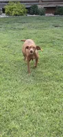 Ainsley's Boy, a male Vizsla for sale in Julian, NC – 4 of 4