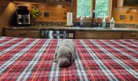 Silver Girl, a female Weimaraner for sale in Julian, NC – 2 of 3