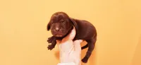 Weimzsla , a male Vizsla and Weimaraner for sale in Julian, NC – 2 of 4