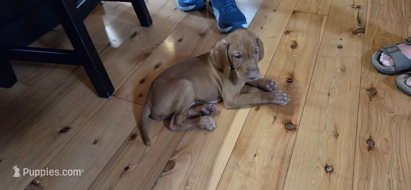 Ainsley's Boy – Vizsla puppy for sale in Julian, NC
