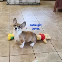Male Sale, a male Pembroke Welsh Corgi for sale in Julian, NC – Photo 3 of 5