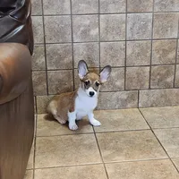 Male Sale, a male Pembroke Welsh Corgi for sale in Julian, NC – Photo 5 of 5