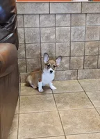 Male Sale, a male Pembroke Welsh Corgi for sale in Julian, NC – Photo 5 of 5