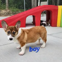 Male Sale, a male Pembroke Welsh Corgi for sale in Julian, NC – Photo 2 of 5